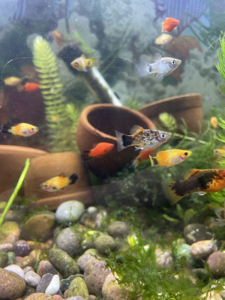 Platy Surtidos