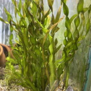 Planta vallisneria spiralis