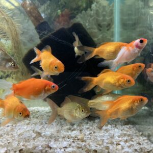 Carassius Cometa mix talla L