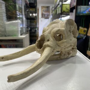 Calavera mamut 23x12.5x11cm