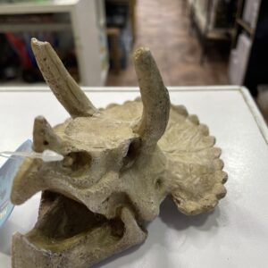 Craneo triceratops 14.3x12x9.7cm