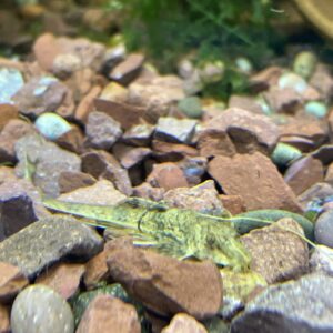 Loricaria parva