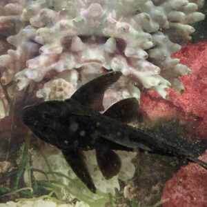 Plecostomus adonis
