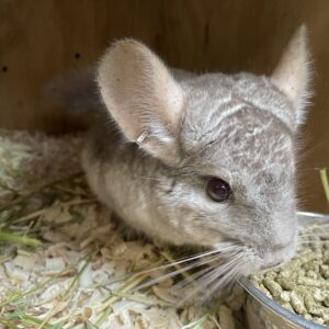 Chinchilla Beige