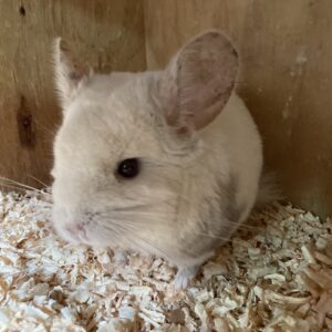 Chinchilla Black Velvet y Blanca