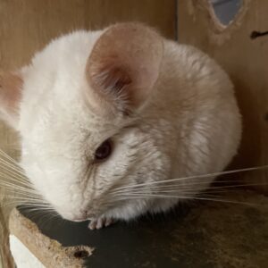 Chinchilla Black Velvet y Blanca