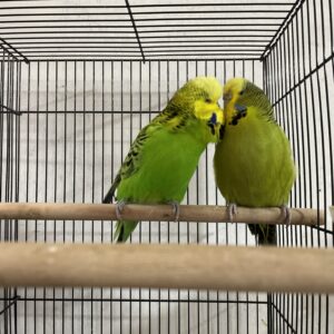 Cata Inglesas la Pareja