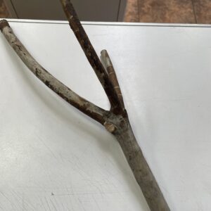 Perchas de madera para aves