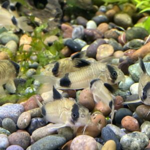 Corydora new panda CW49