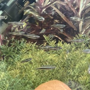 Nannostomus trifasciatus
