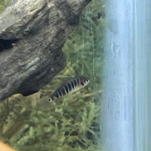 Rasbora esmeralda