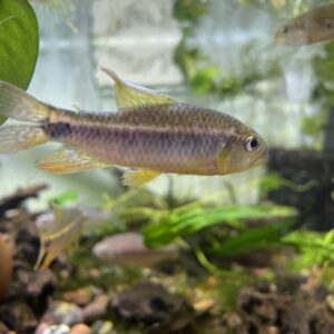 Crenuchus spilurus