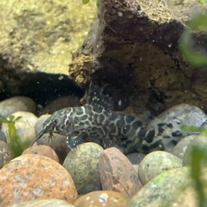 Synodontis eupterus