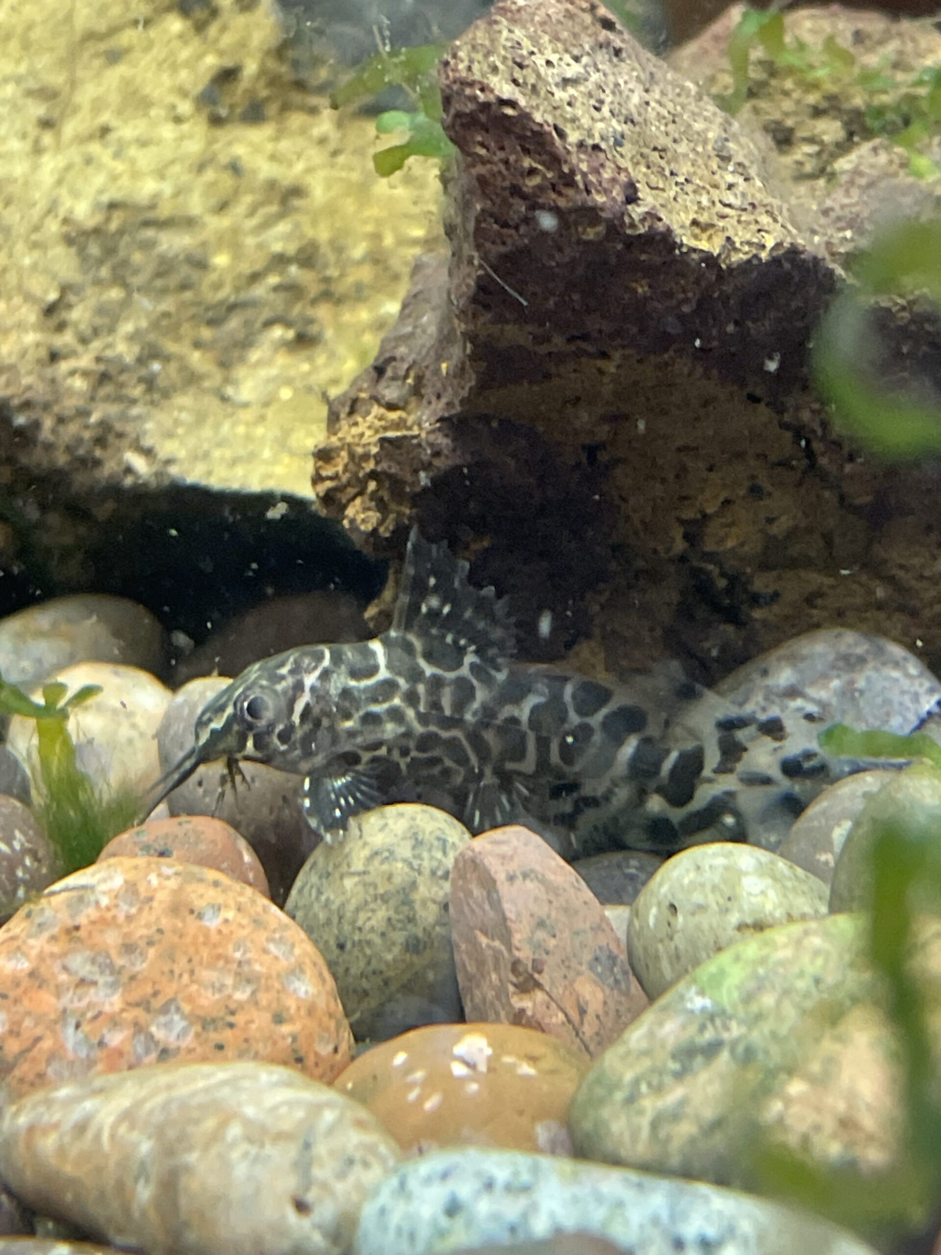 Synodontis eupterus