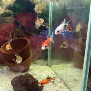 Carassius cometa S