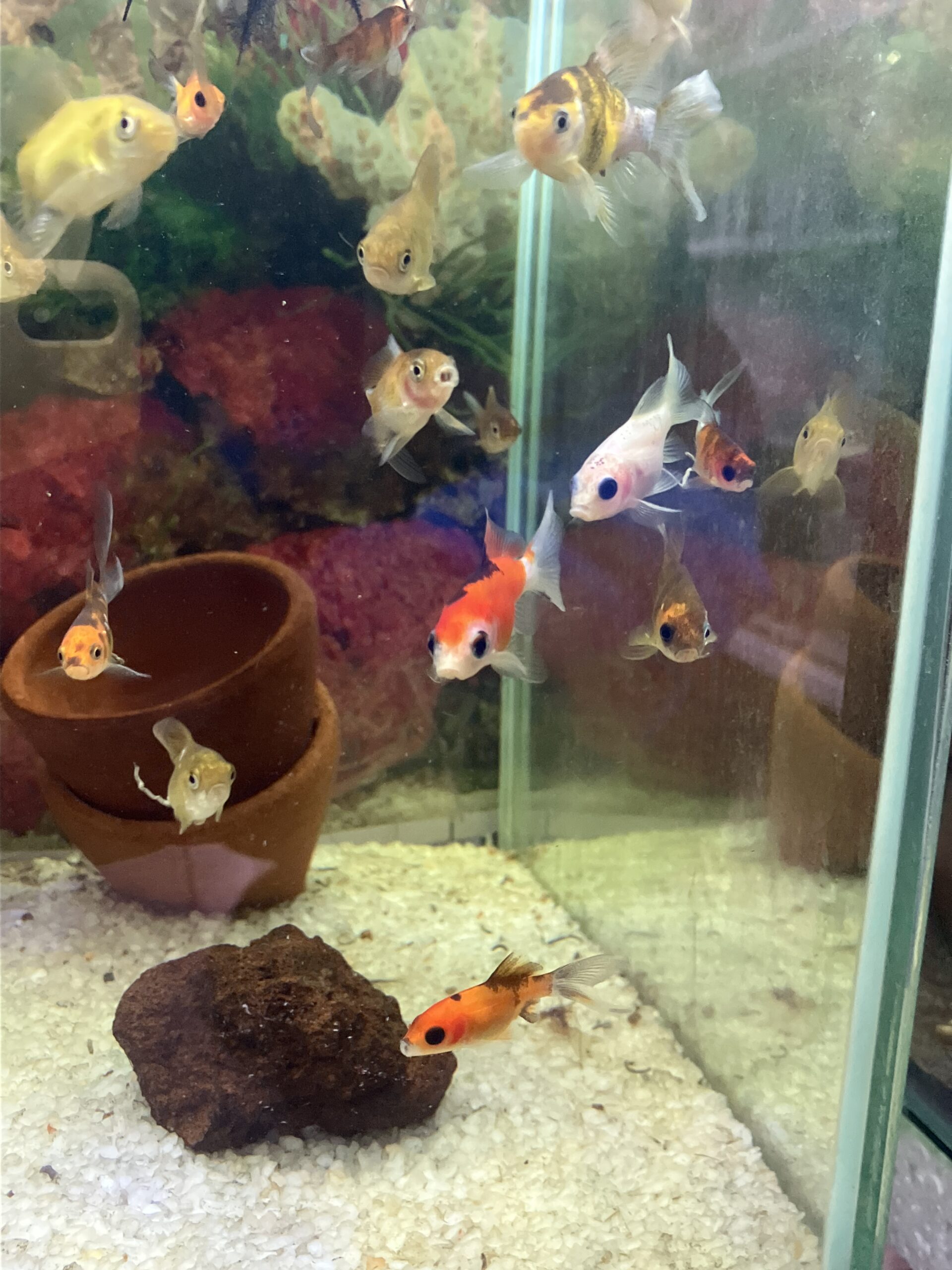Carassius cometa S