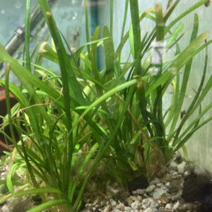 Planta Sagitaria grande