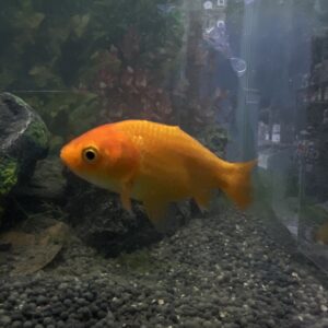 Carassius Ranchu