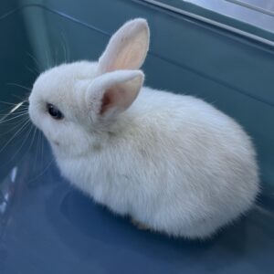 Conejo mini toy
