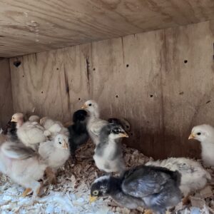 Pollito criollo