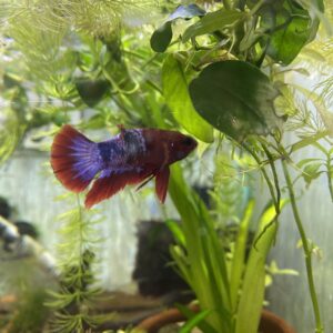 Betta plackat alien